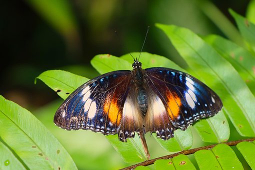 Free Butterfly Common Eggfly photo and picture