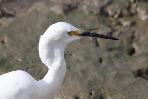 Free Bird Little Egret photo and picture