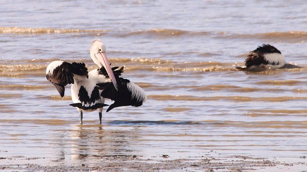 Free Birds Wading photo and picture