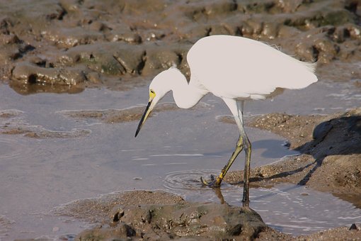 Free Birds Wading photo and picture