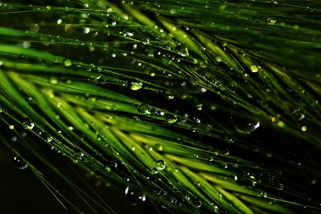 Græs, Dråber, Væske, Regn, Vand, Natur