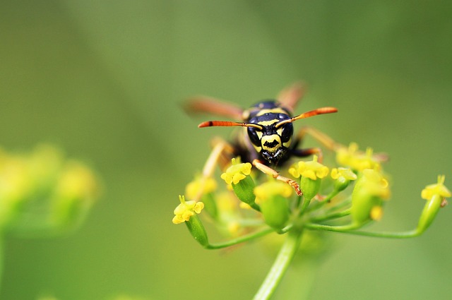 Hveps, Insekt, Blomst, Flora, Natur