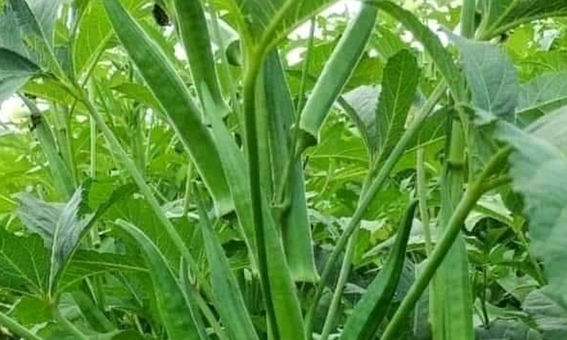Free Green Nature illustration and picture