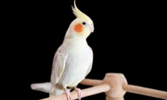 Free Bird Animal illustration and picture