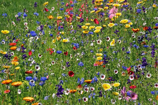 Free Flowers Meadow photo and picture