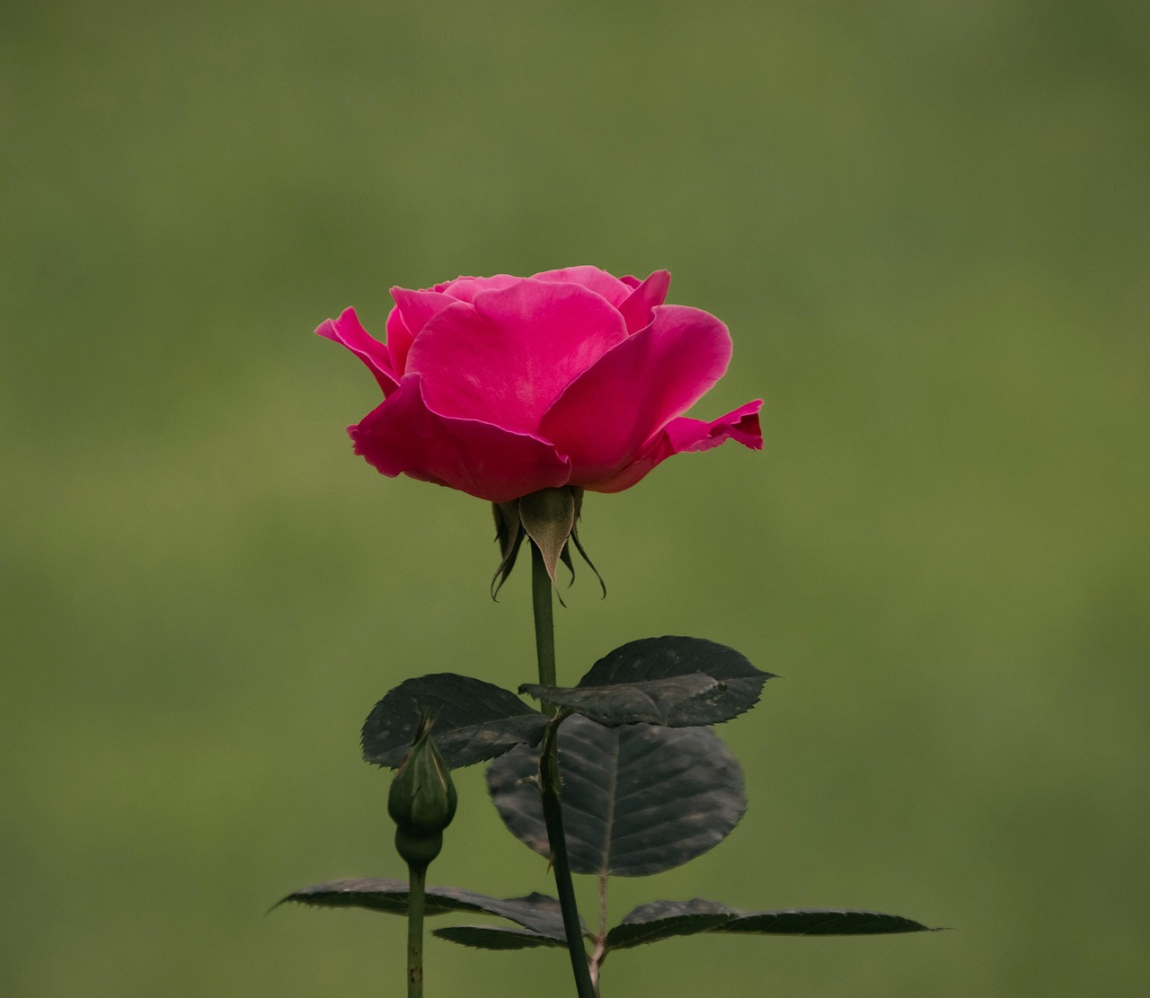 Kukka Ruusu Pinkki Ilmainen Valokuva Pixabayssa Pixabay Kukka Ruusu Pinkki Ilmainen Valokuva Pixabayssa Pixabay