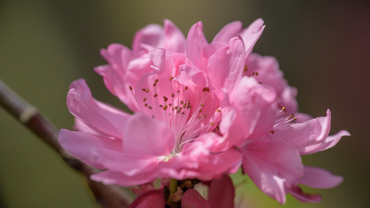 フラワーズ 桃の花 ピンク - Pixabayの無料写真 - Pixabay