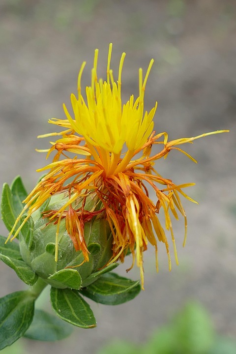 stock x safflower