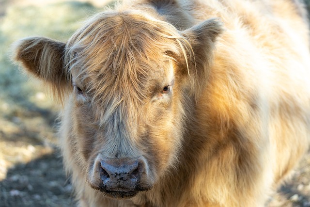 Sapi Daging Ternak Ruminansia - Foto gratis di Pixabay - Pixabay