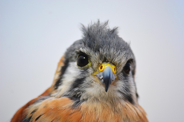 Free Bird Eye photo and picture