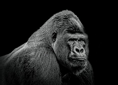 Free Gorilla Ape photo and picture