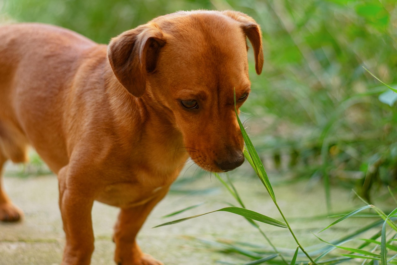 Picture Idea: Dachshund Puppy Dog Eating Free Photo On Pixabay