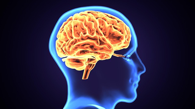 Free brain idea mind illustration