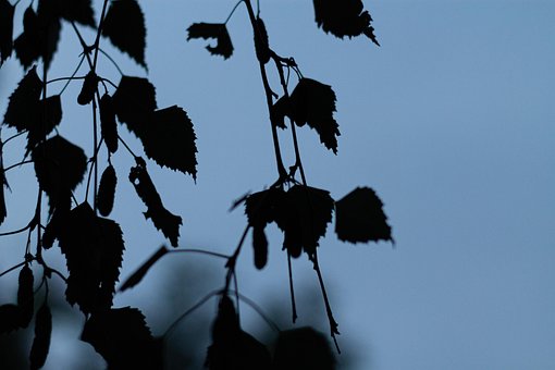 Donker, Stilte, Natuur, Droefheid