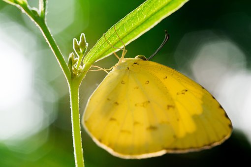 Free Butterfly Yellow Butterfly photo and picture