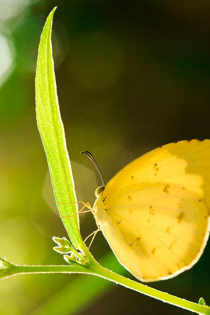 Free Butterfly Yellow photo and picture