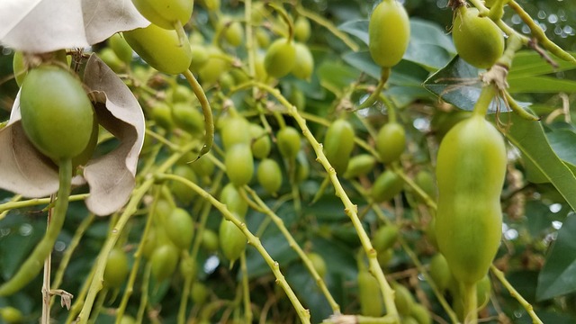 Free Fruit Forrest photo and picture