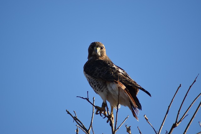 Free Hawk Bird photo and picture
