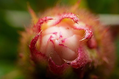 Free Nature Plant photo and picture