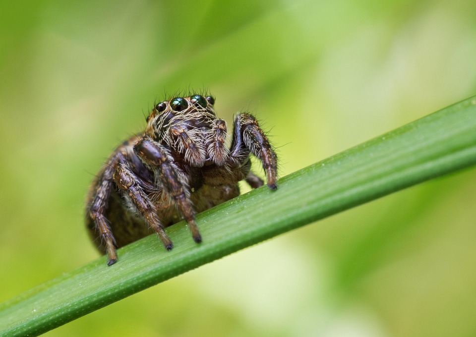 Araña Jumping Spider Arácnido - Foto gratis en Pixabay - Pixabay