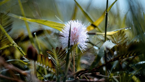 Flores Virgens, Planta, Natureza