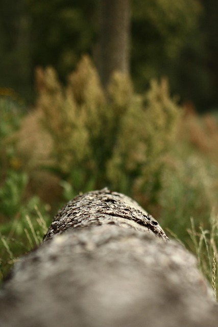 Free Tribe Tree photo and picture