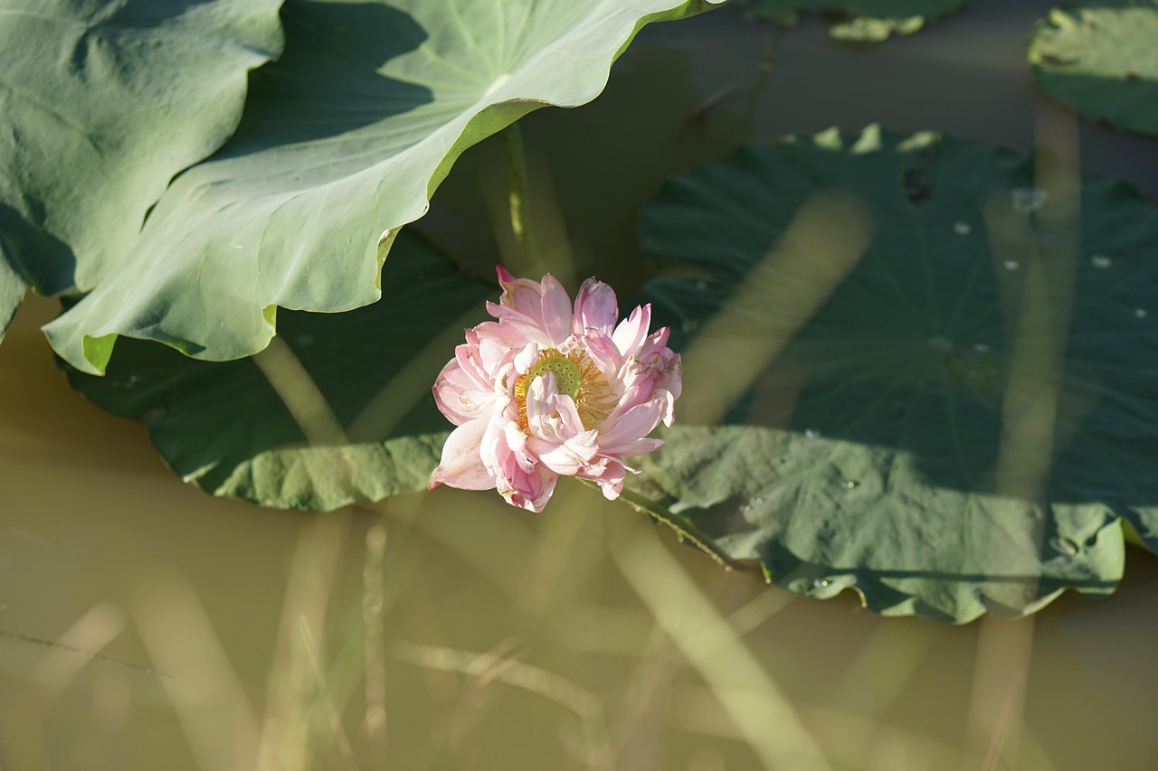 Lotus Season Flower Mini Free photo on Pixabay Pixabay