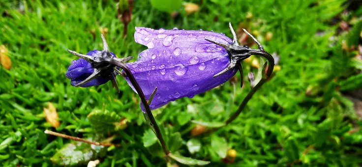 Free Water Flower photo and picture