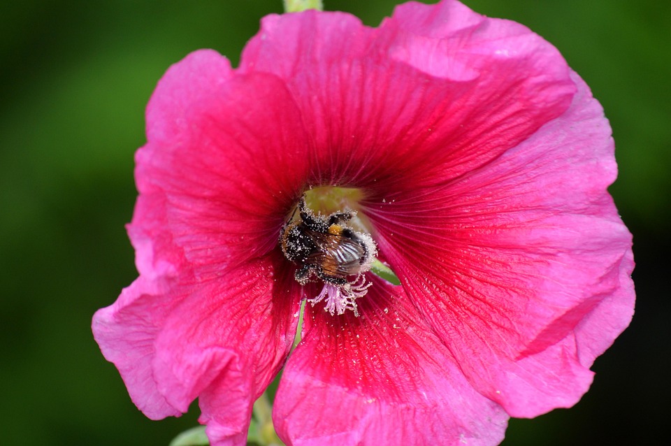 Hollyhock Bumble Insects - Free photo on Pixabay - Pixabay