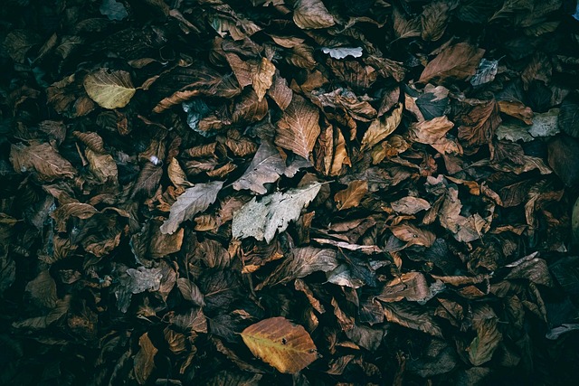 Autumn Dried Leaves Foliage - Free photo on Pixabay