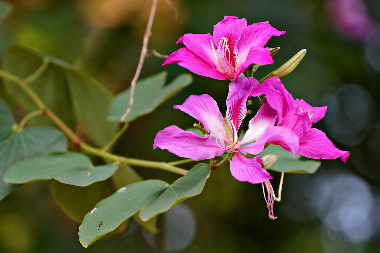 树 花 植物 - Pixabay上的免费照片 - Pixabay