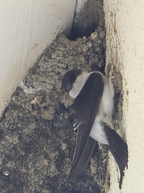 Free Swallow Young Bird photo and picture