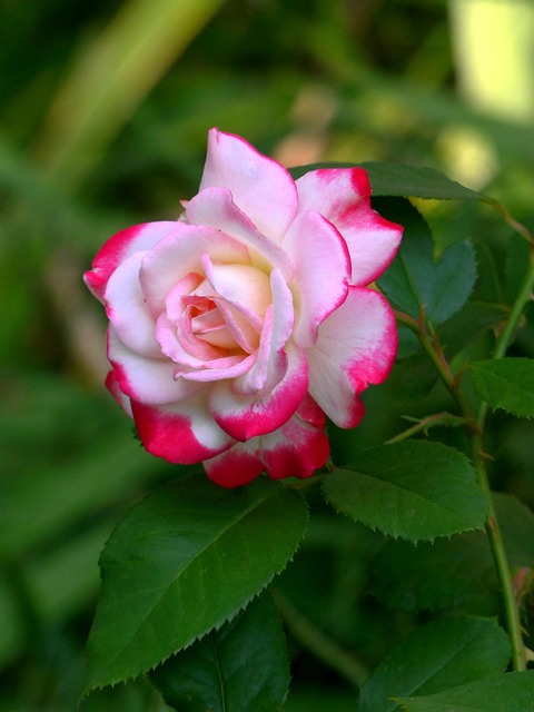 Rose, Kvetina, Kvet, Leto, Krásna