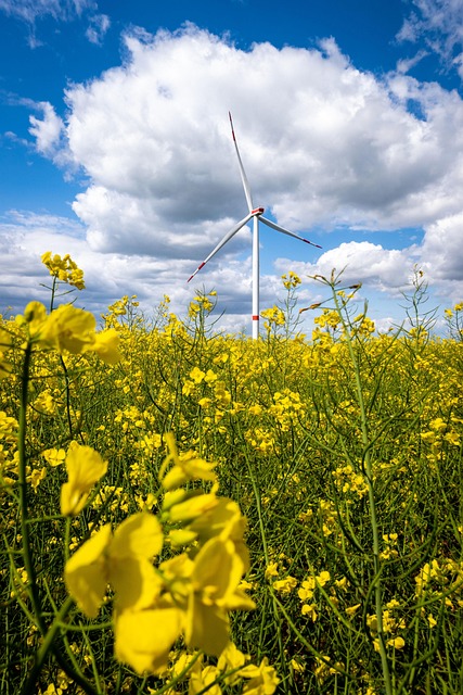 Free Oilseed Rape Field Of Rapeseeds photo and picture
