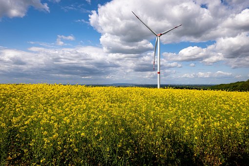 Free Oilseed Rape Landscape photo and picture
