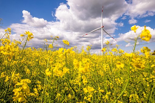 Free Oilseed Rape Field Of Rapeseeds photo and picture