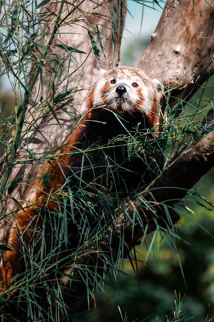 Zviera, Červená Panda, Cicavec, Druh