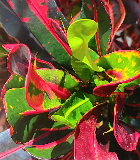 Free Croton Nature photo and picture