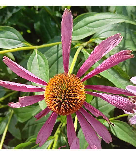 Free Coneflower Garden illustration and picture