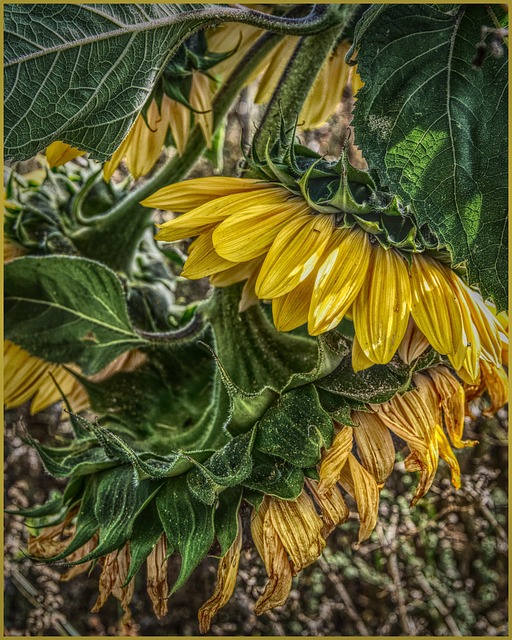 Girasol, Girasoles, Naturaleza
