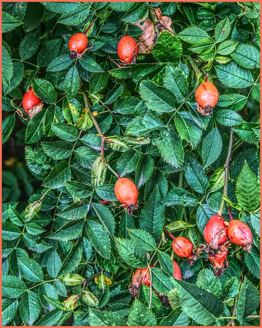 Escaramujo, Rosa Mosqueta, Naturaleza