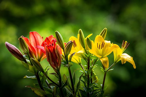 Lirios, Fondo De La Flor, Naturaleza