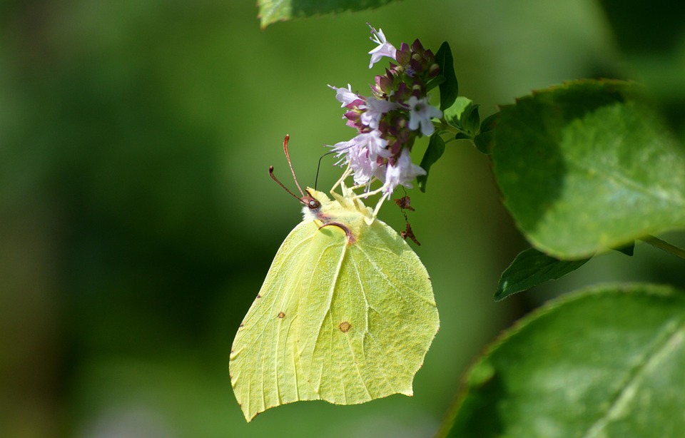 Flying Insects Butterfly Butterfly Insect Flying - Free photo on Pixabay - Pixabay