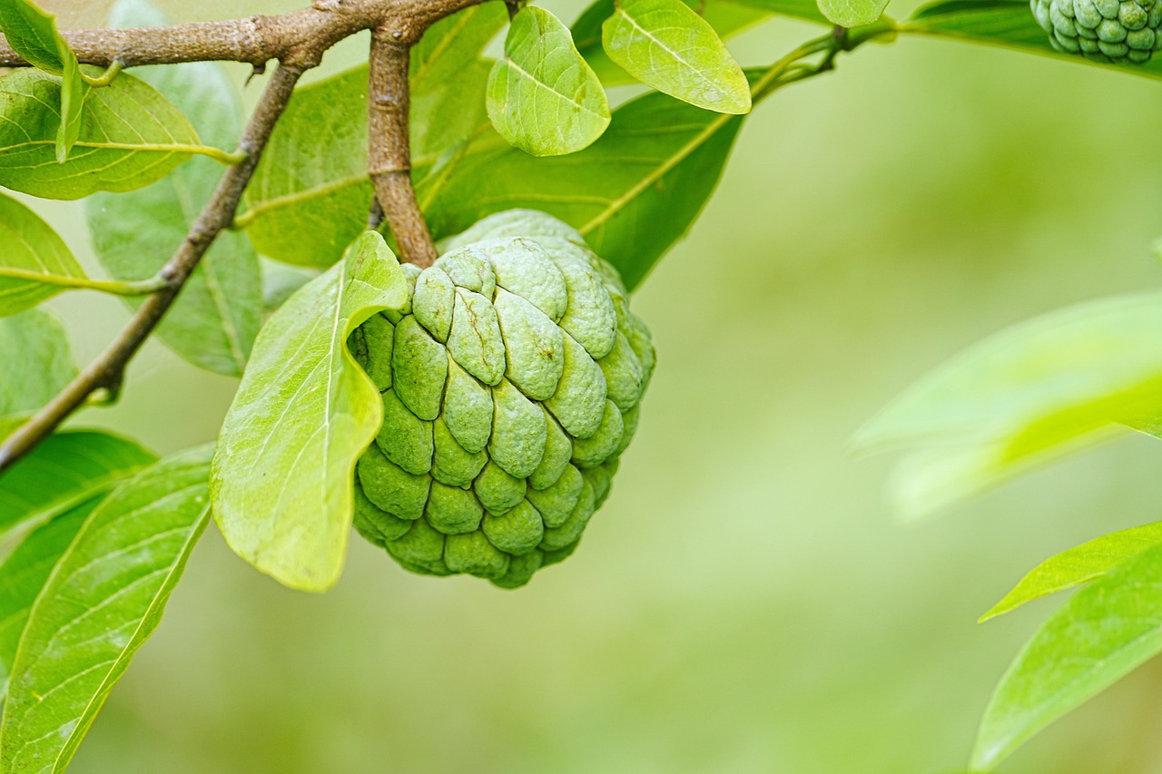 60 000 Free Apple Fruit Apple Images Pixabay 60 000 Free Apple Fruit Apple Images Pixabay