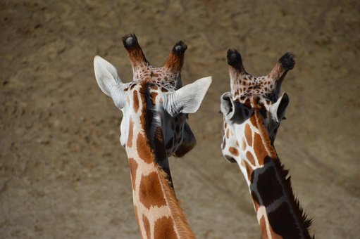 Free Giraffe Nature photo and picture