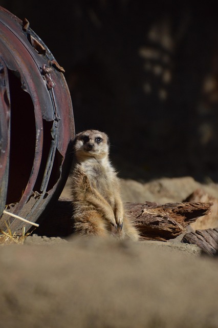 Free Meerkat Mammal photo and picture