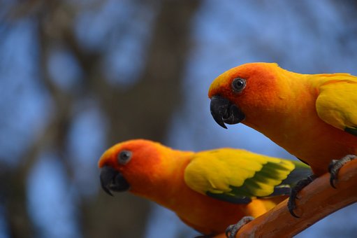 Free Sun Conure Parakeet photo and picture