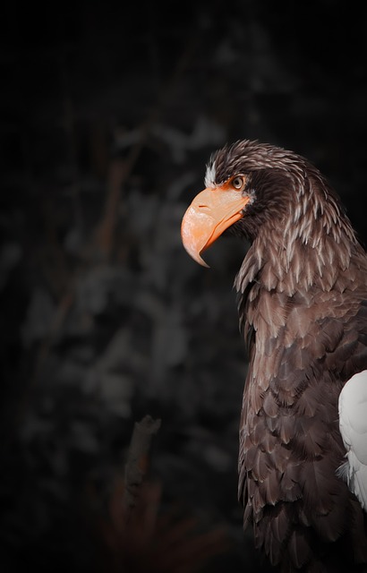 Free Eagle Bird photo and picture