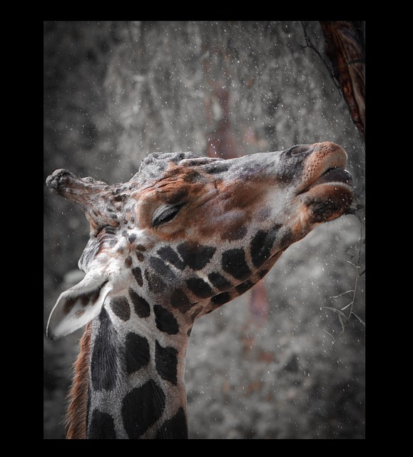 Free Zoo Animal Photography photo and picture