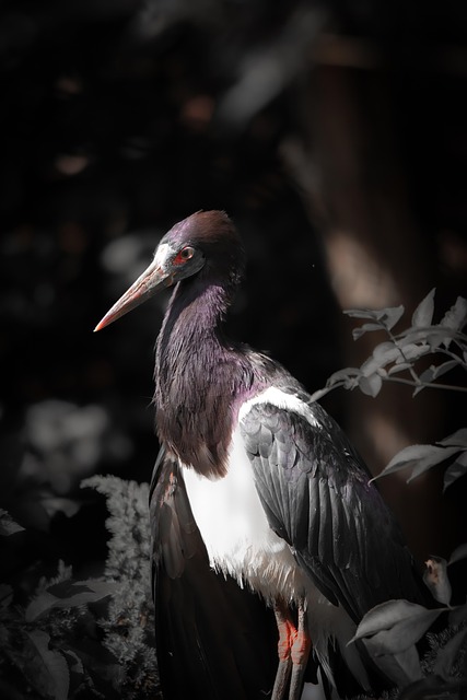 Free Black Stork Stork photo and picture